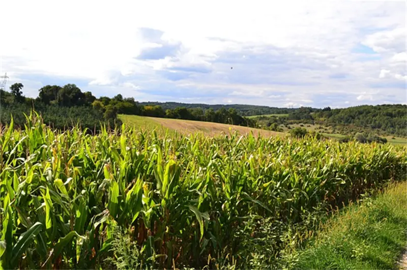 Calcium Nitrate03zyd