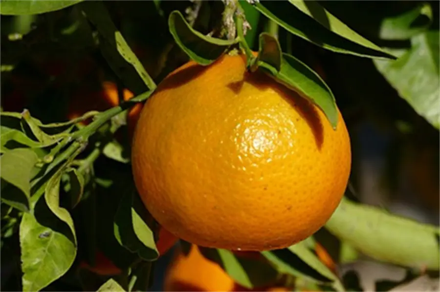 Water soluble fertilizer containing humic acid03i5n