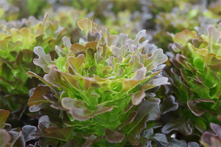 Organic Water Soluble Fertilizer01o4f