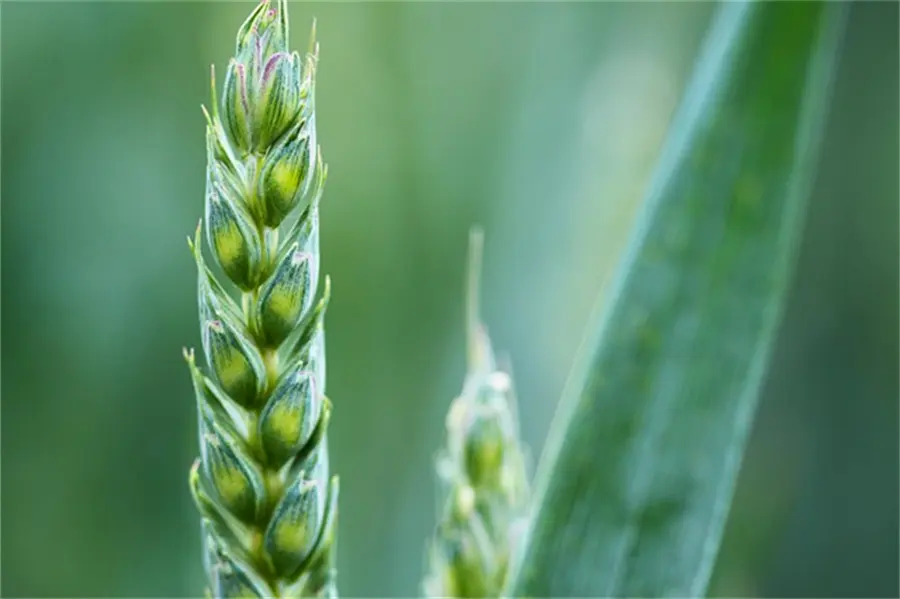 Water soluble fertilizer containing humic acid0119t